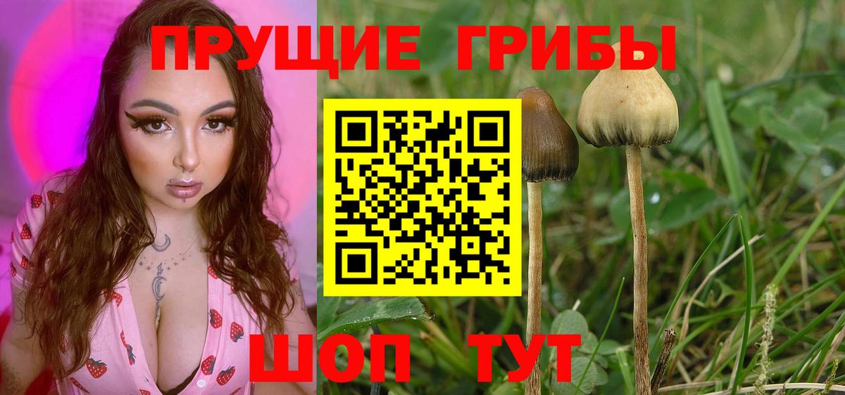 Черногорск  Галлюциногенные грибы MAGIC MUSHROOMS  Вход с VPN  Галлюциногенные грибы Magic Shrooms 
